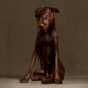 Illustration for article titled Portraits of abandoned dogs before being put down at a shelter